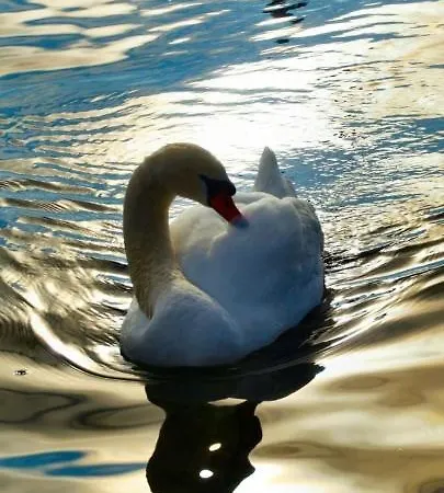 Ferienhaeuschen Am Traunsee Hébergement de vacances *