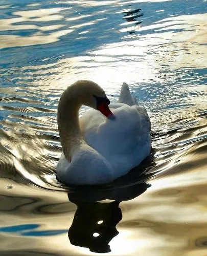 Ferienhaeuschen Am Traunsee Tatil Evi *